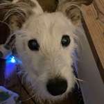 Suchmeldung-Urmel-Bild