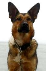 Suchmeldung-Marill-Bild