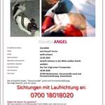 Suchmeldung-Angel-Bild