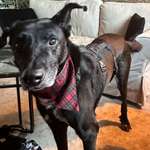 Suchmeldung-Max-Bild