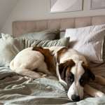 Suchmeldung-Tanu-Bild