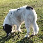 Suchmeldung-Ari-Bild