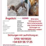 Suchmeldung-Gizmo-Bild