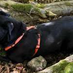 Suchmeldung-Karsy-Bild