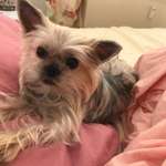 Suchmeldung-Dumpling-Bild