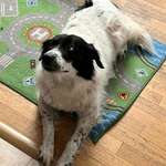 Suchmeldung-Emma-Bild