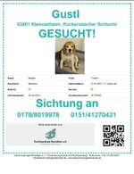 Suchmeldung-Gustl-Bild