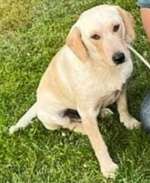 Suchmeldung-Charlie-Bild