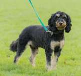 Suchmeldung-Sam (Samy)-Bild