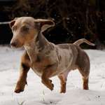 Suchmeldung-Dobby-Bild