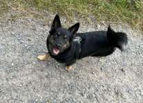 Suchmeldung-Hailey-Bild