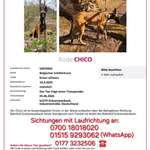 Suchmeldung-Chico-Bild