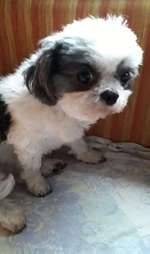 Suchmeldung-Nelli-Bild