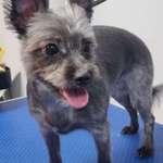 Suchmeldung-Elsa-Bild