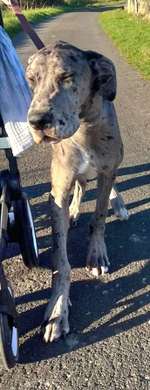 Suchmeldung-Murphy-Bild