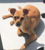 Suchmeldung-Susi-Bild