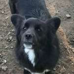 Suchmeldung-Scotty-Bild