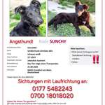 Suchmeldung-Sunchy-Bild