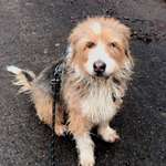 Suchmeldung-Jussi-Bild