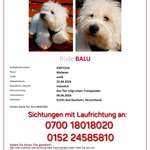 Suchmeldung-Balu-Bild