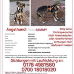 Suchmeldung-Sammy-Bild