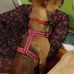 Suchmeldung-Ivan-Bild