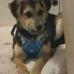 Suchmeldung-Juno-Bild