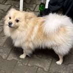 Suchmeldung-Miki-Bild