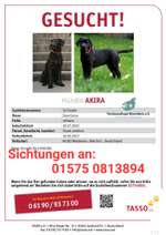 Suchmeldung-Akira-Bild