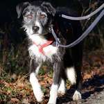 Suchmeldung-Baldo-Bild