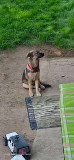 Wieso spielt unser Welpe nicht?-Beitrag-Bild