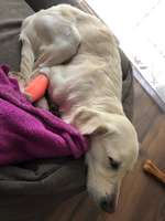 Hund frisst und trinkt nicht-Beitrag-Bild