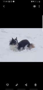 Rasse Chihuahua-Beitrag-Bild