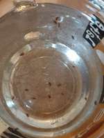 Was ist das??? Flöhe?-Beitrag-Bild