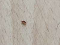 Was ist das??? Flöhe?-Beitrag-Bild