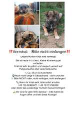 Suchmeldung-Kristie-Bild