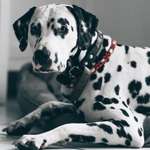 Ersteller:in Janine Profilbild