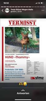 Suchmeldung-Thommy-Bild
