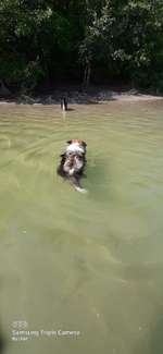 Hundeauslaufgebiet-Hundestrand Waidsee Weinheim-Bild