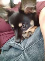 Als unerfahrene einen Welpen halten-Beitrag-Bild