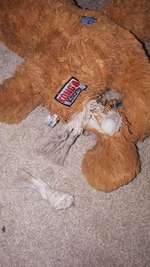 Spielzeug für süße Zerstörer-Beitrag-Bild