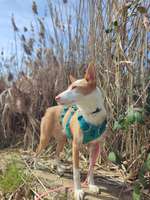 Podenco zwickt/beißt ohne Vorwarnung-Beitrag-Bild