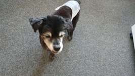 Uralt-Rüde, Futterwunder gesucht-Beitrag-Bild