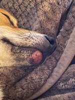 Wunde Stellen am Maul-Beitrag-Bild