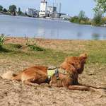 Hundeauslaufgebiet-Hemelinger Strand-Bild