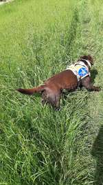 Hundeauslaufgebiet-Goldberg-Bild