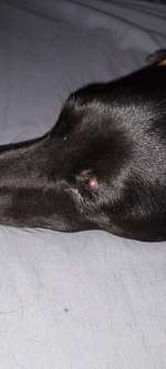 Knubbel über dem Auge-Beitrag-Bild