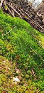 Hundeauslaufgebiet-Waldstück Erste Wiek links, Papenburg-Bild