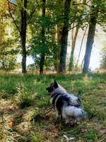 Hundeauslaufgebiet-Lehnenbachstausee-Bild