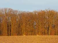 Hundeauslaufgebiet-Eselshütte-Bild